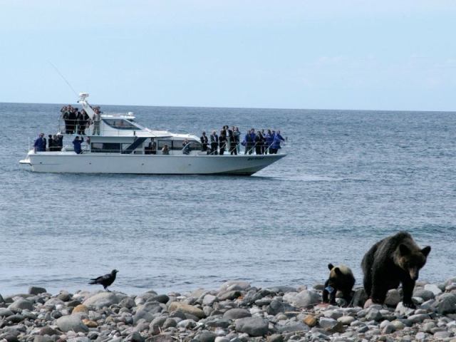 想要观赏到知床的精髓一定要去大海中观赏! 乘坐观光船从海面观赏棕熊。
