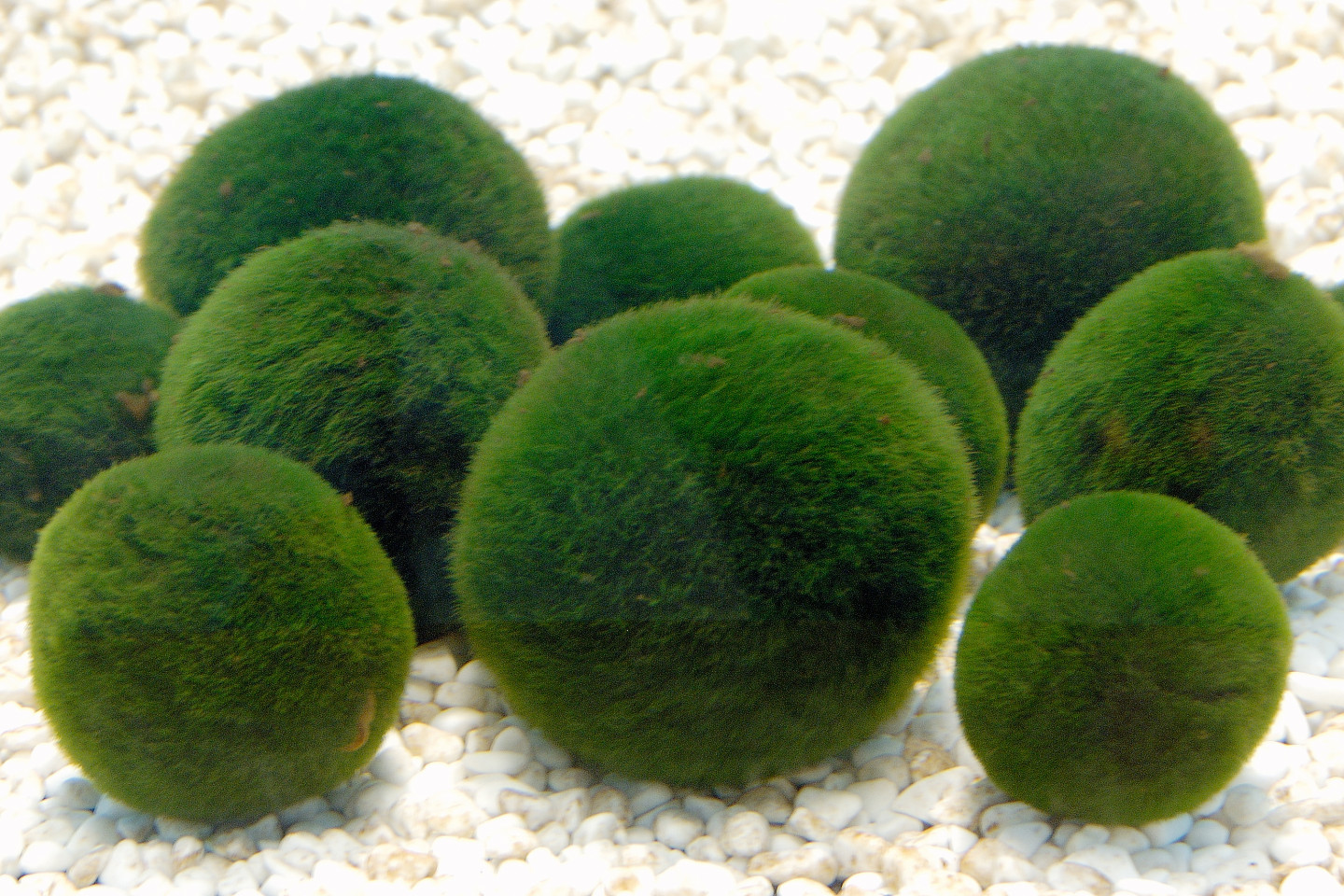 绿球藻