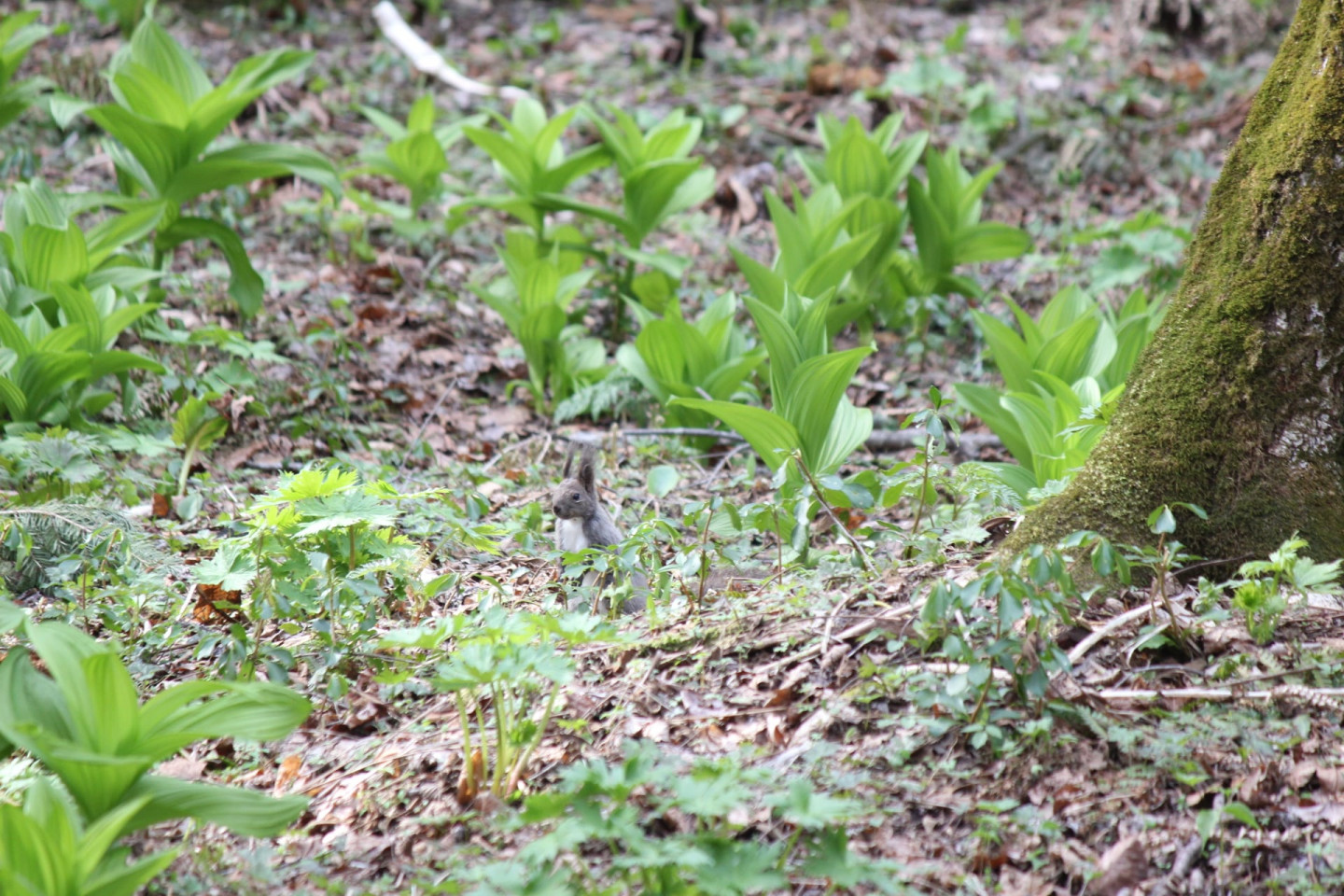 7.观赏报春的水芭蕉