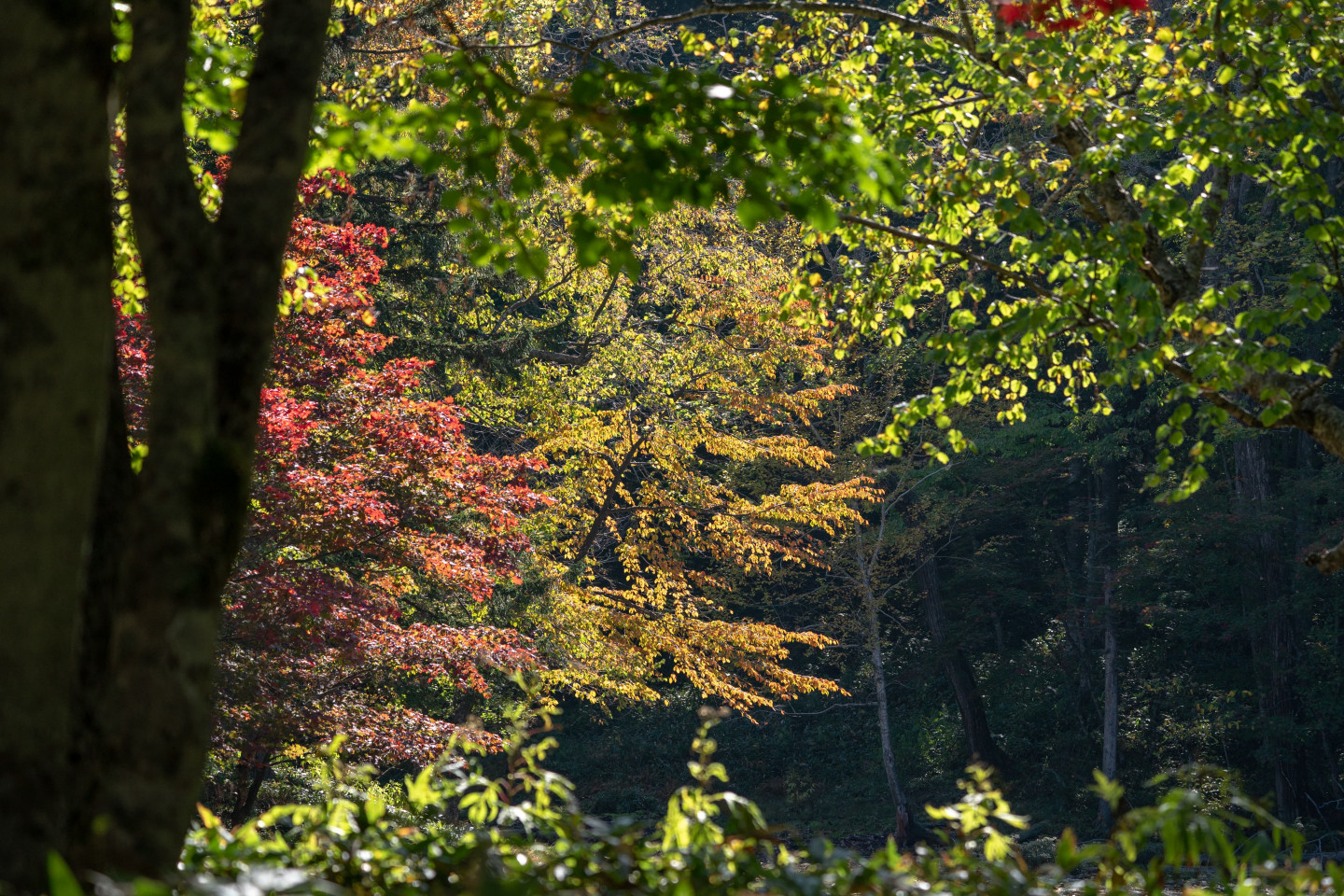 8.在“光之森”漫步，尽情享受四季变幻的大自然的魅力